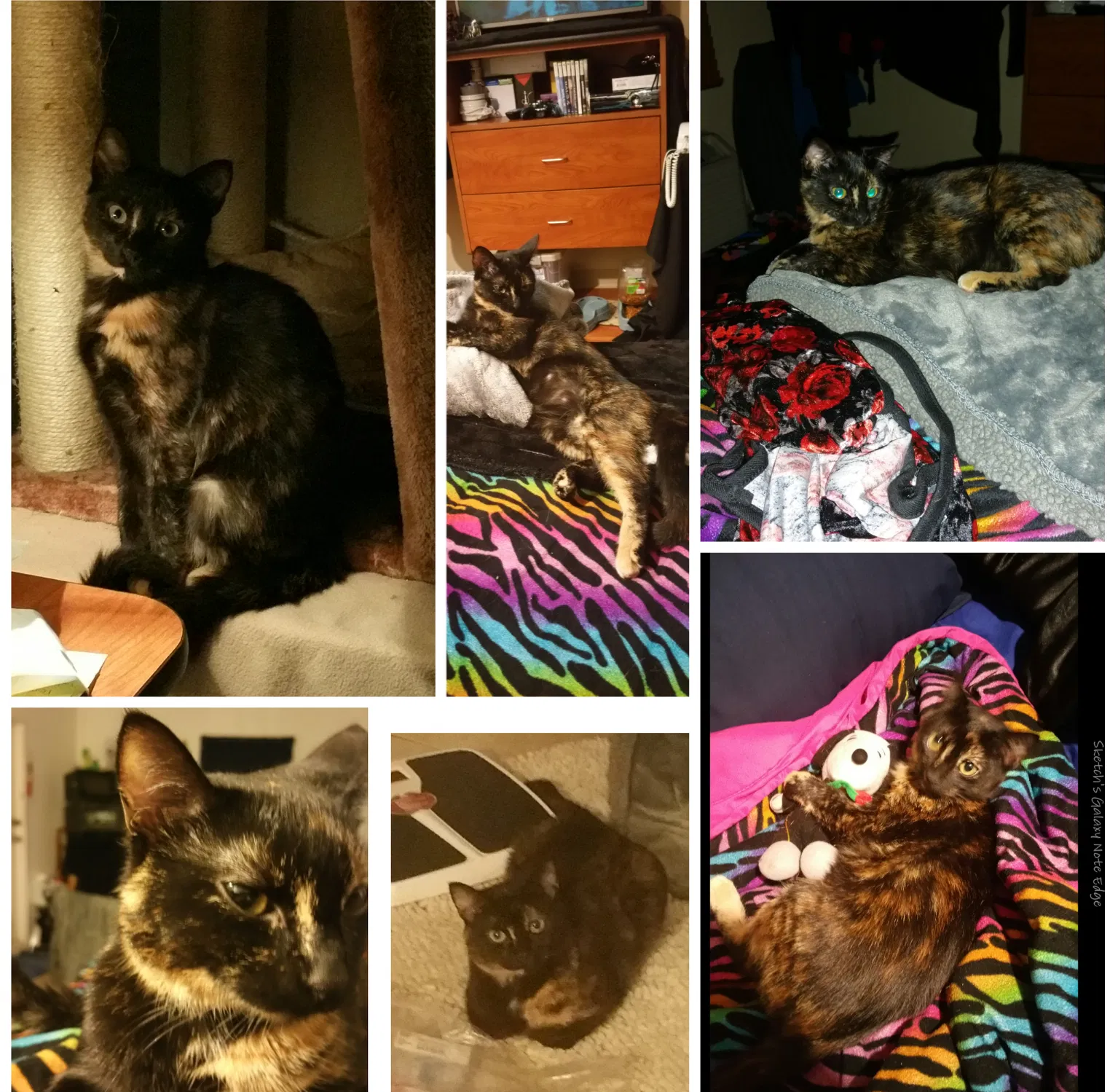 Lost cat in Clermont, FL, 34711