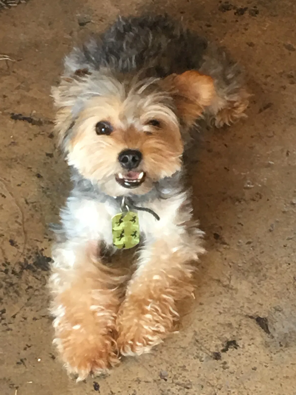 Lost dog in San Bernardino, CA, 92410