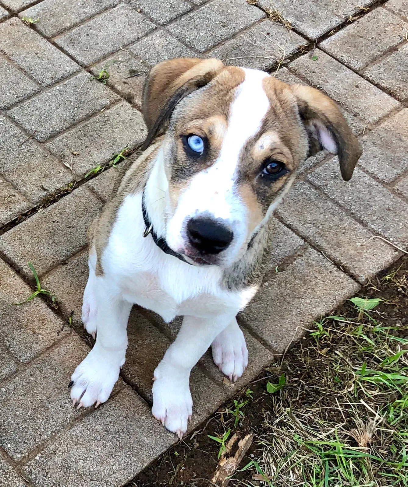 Lost dog in Woodson, TX, 76491