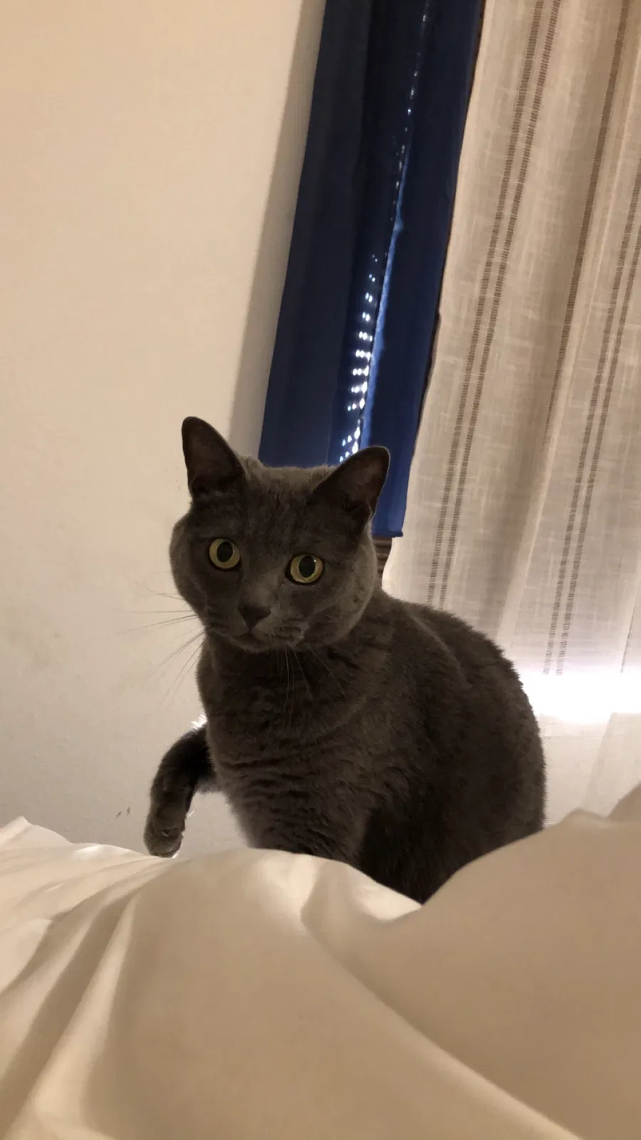 Lost cat in Myrtle Beach, SC, 29579