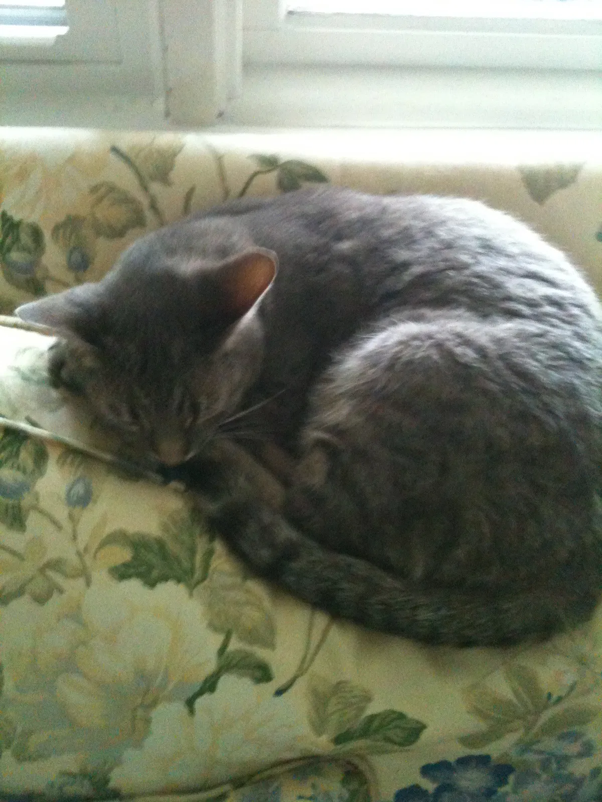 Lost cat in Baltimore, MD, 21212