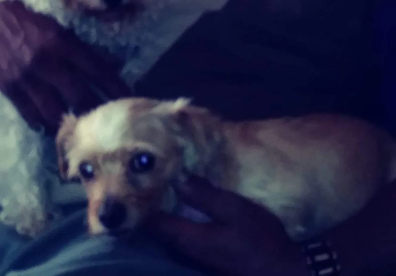 Lost dog in Milwaukee, WI, 53216