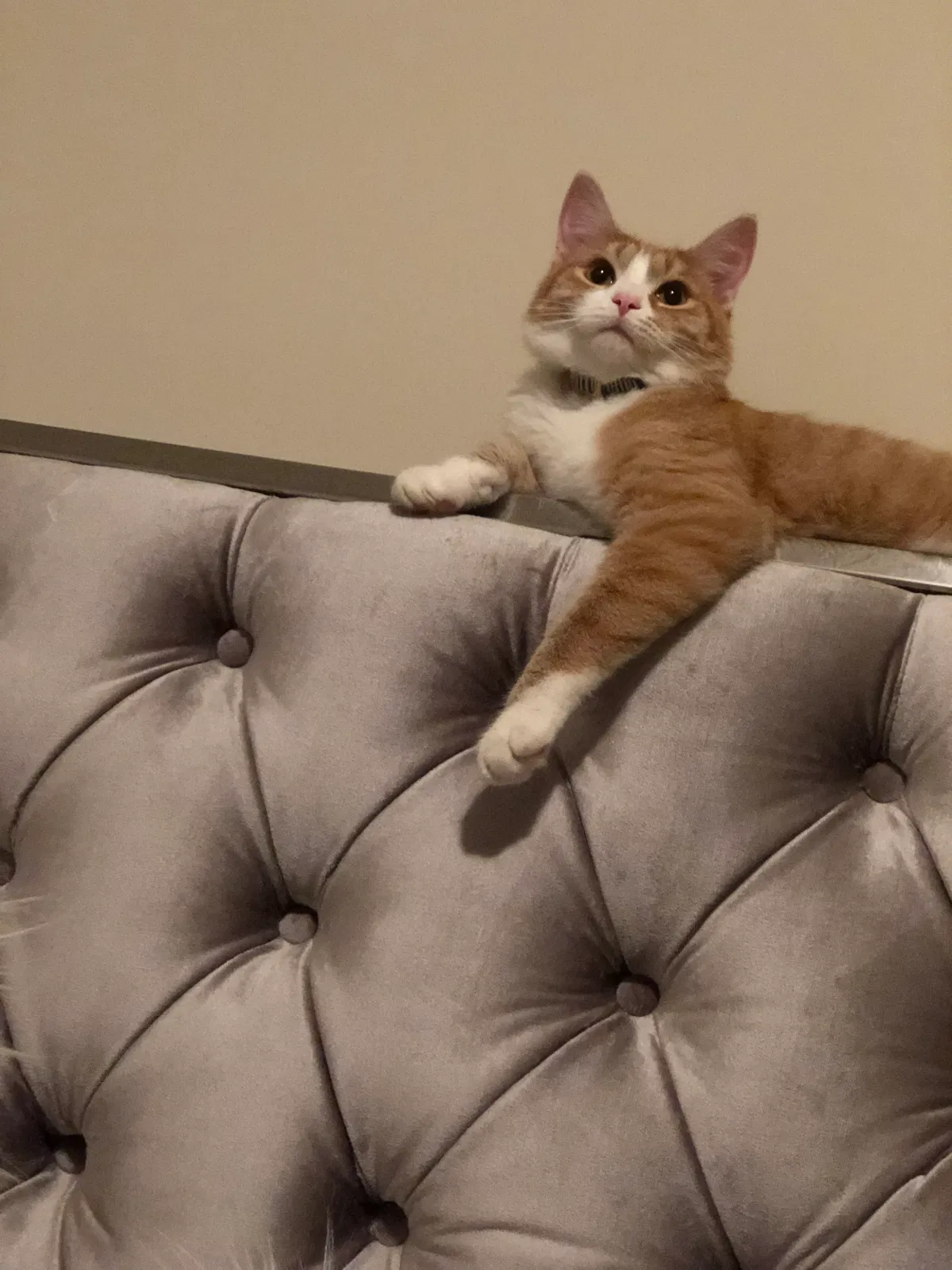 Lost cat in Columbus, OH, 43230