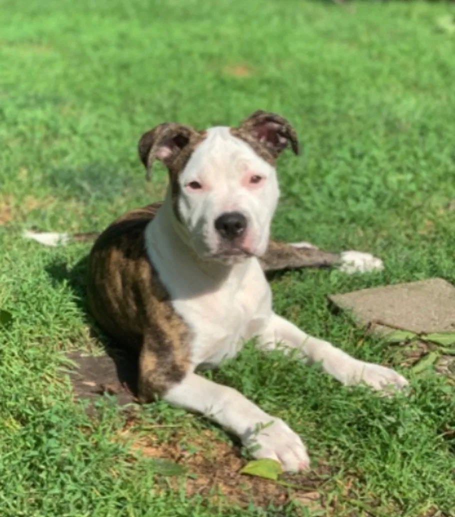 Lost dog in Lansing, MI, 48906