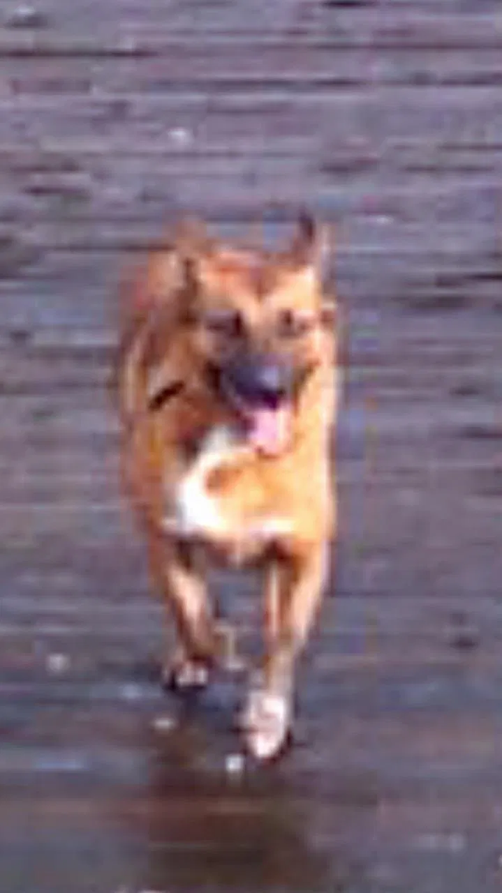 Lost dog in Tacoma, WA, 98418