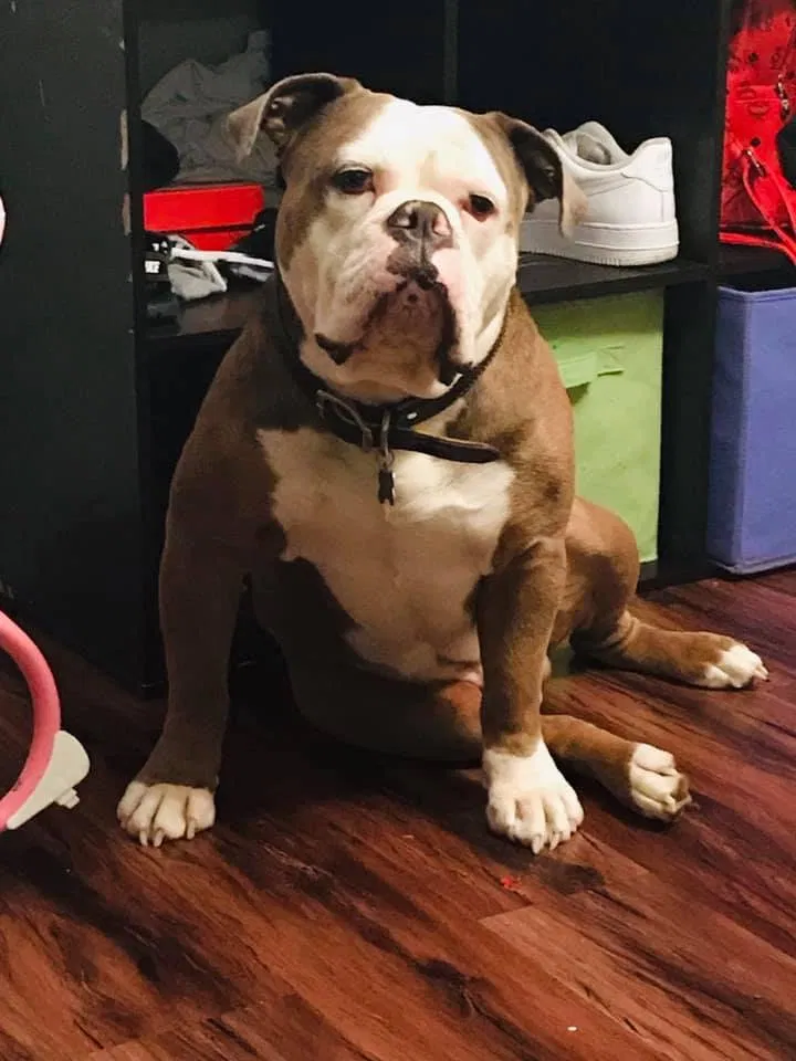 Lost dog in Abilene, TX, 79602