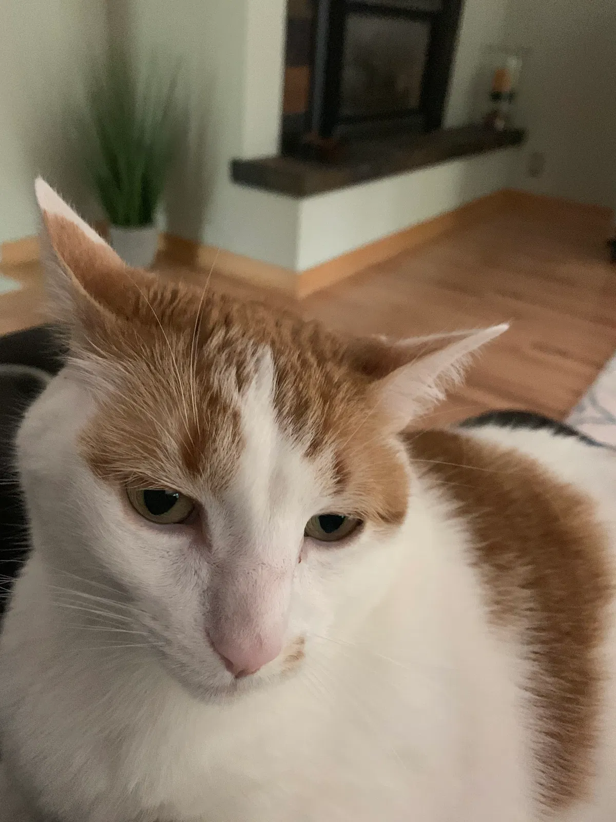 Lost cat in Minneapolis, MN, 55441
