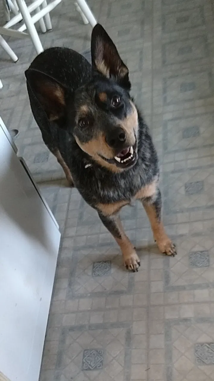 Lost dog in Wausau, WI, 54403