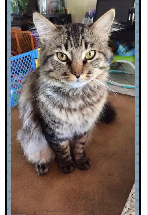 Lost cat in Aliso Viejo, CA, 92656