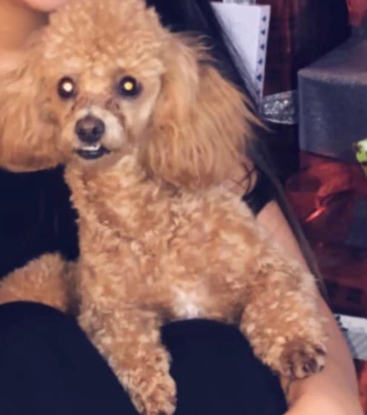 Lost dog in Madera, CA, 93638