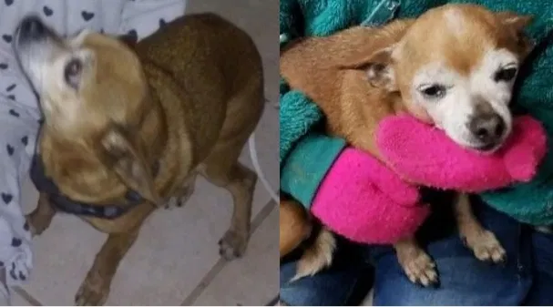 Lost dog in Stockton, CA, 95209