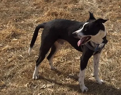 Lost dog in Fort Collins, CO, 80525