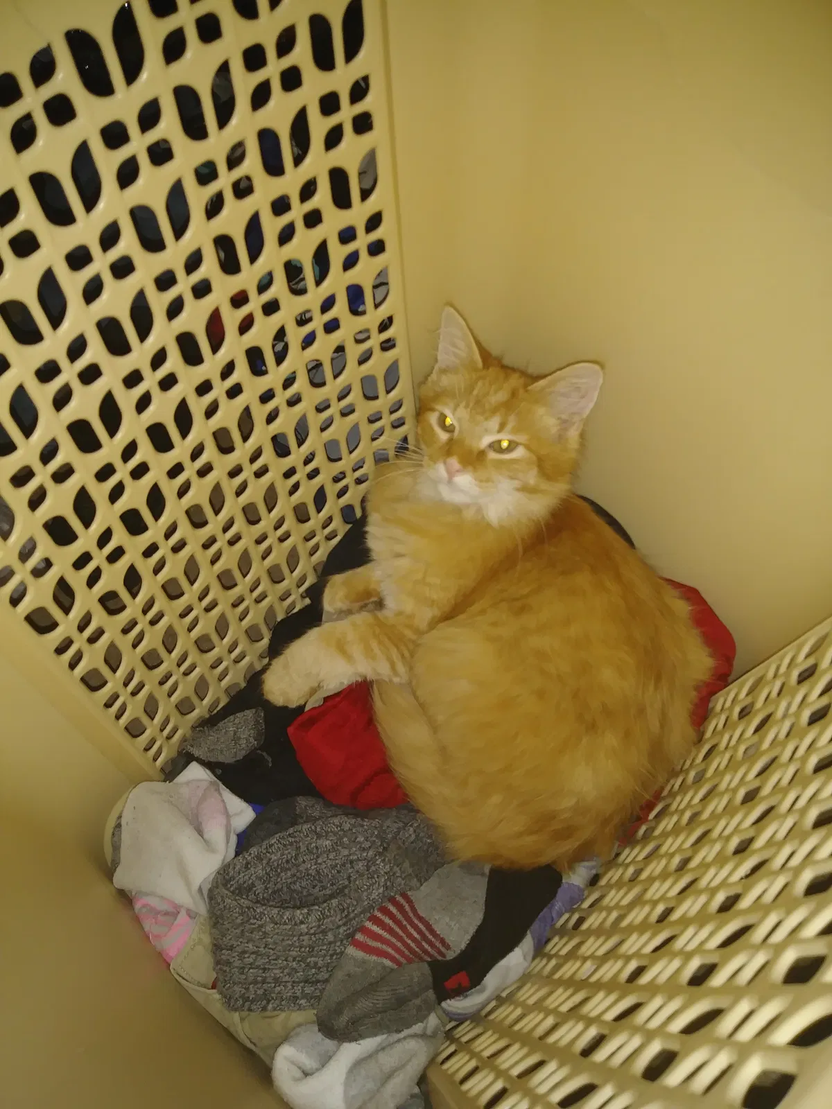 Lost cat in Columbus, OH, 43217