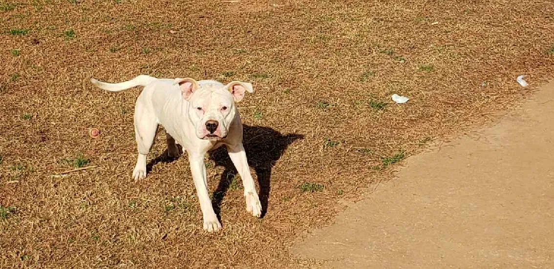 Lost dog in Townville, SC, 29689