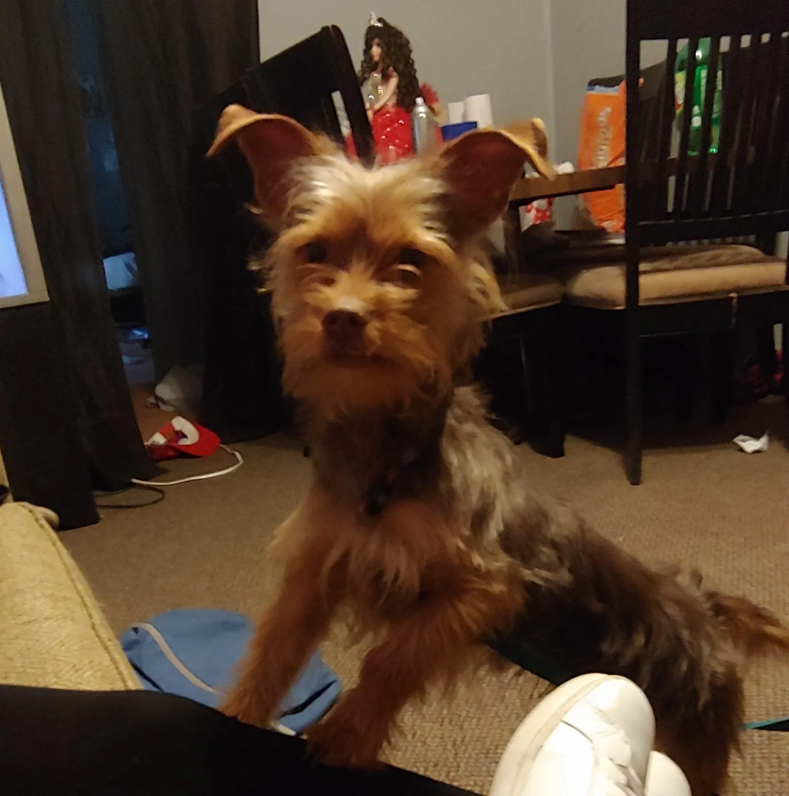 Lost dog in Midland, TX, 79701