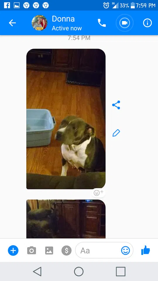 Lost dog in Irvington, AL, 36544