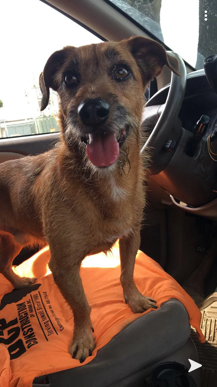Lost dog in Haleiwa, HI, 96712
