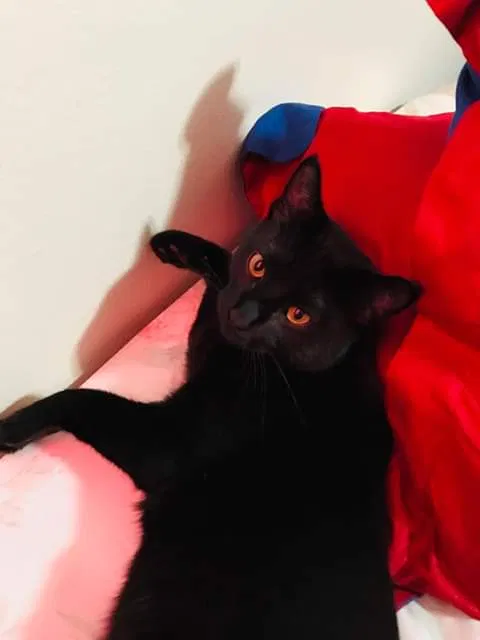 Lost cat in Anchorage, AK, 99503