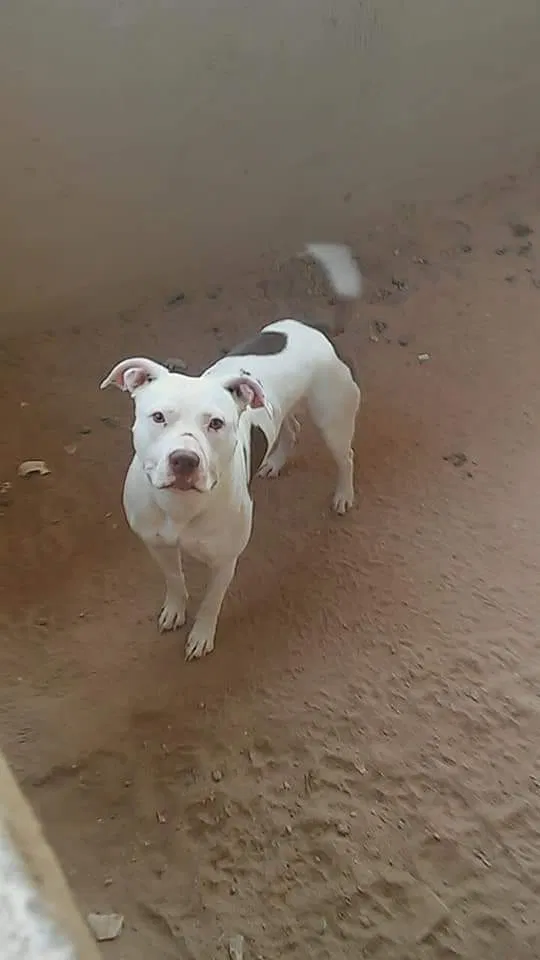 Lost dog in Tucson, AZ, 85713