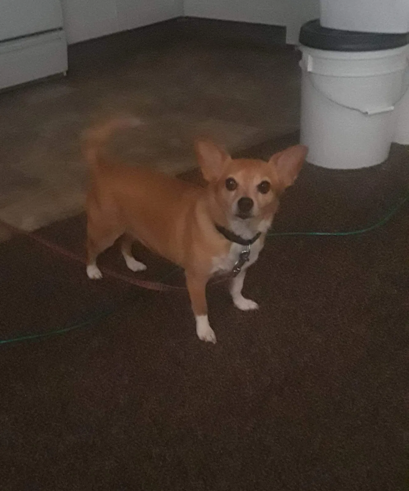 Lost dog in Albuquerque, NM, 87108