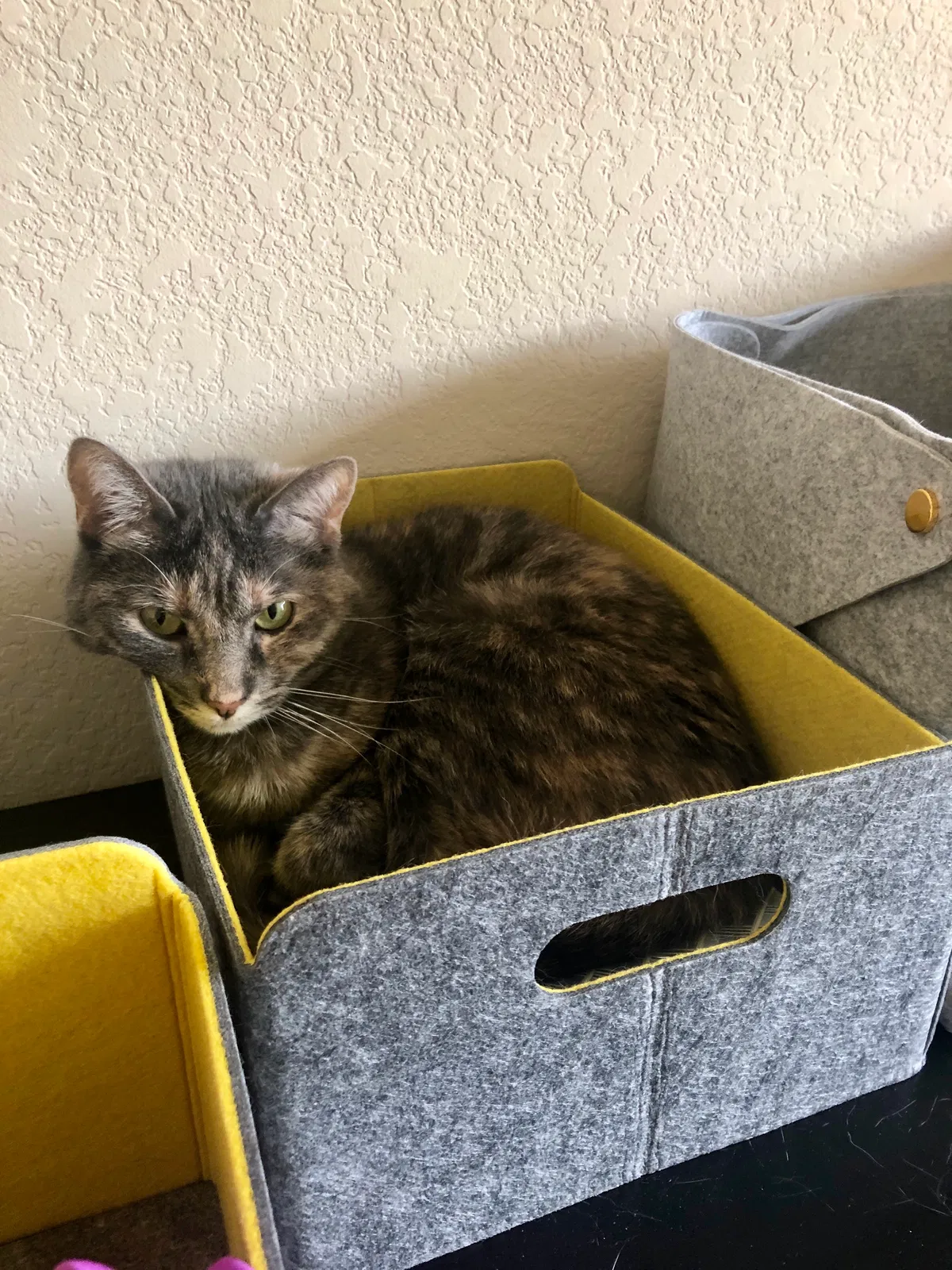 Lost cat in Broomfield, CO, 80021
