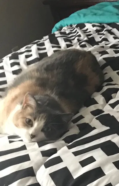 Lost cat in Lafayette, IN, 47909