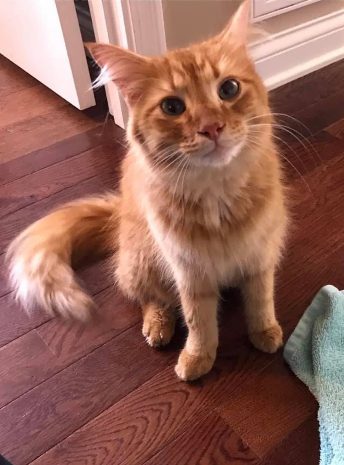 Lost cat in Blountville, TN, 37617