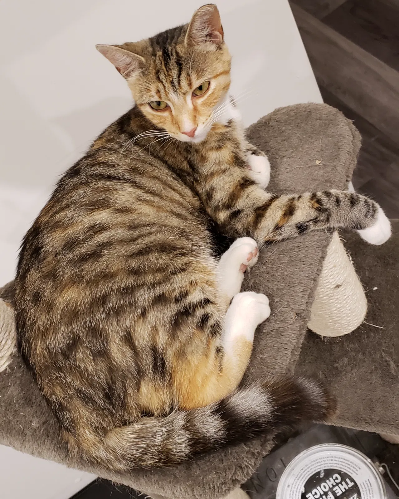 Lost cat in Sunbury, PA, 17801