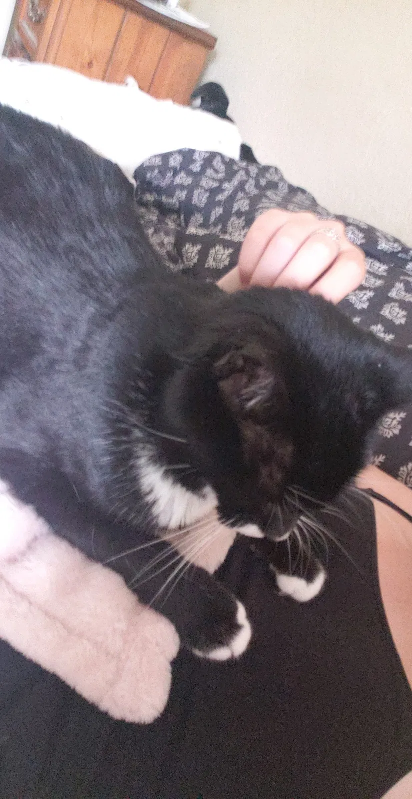 Lost cat in Tulsa, OK, 74137