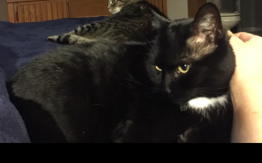 Lost cat in Lake Zurich, IL, 60047