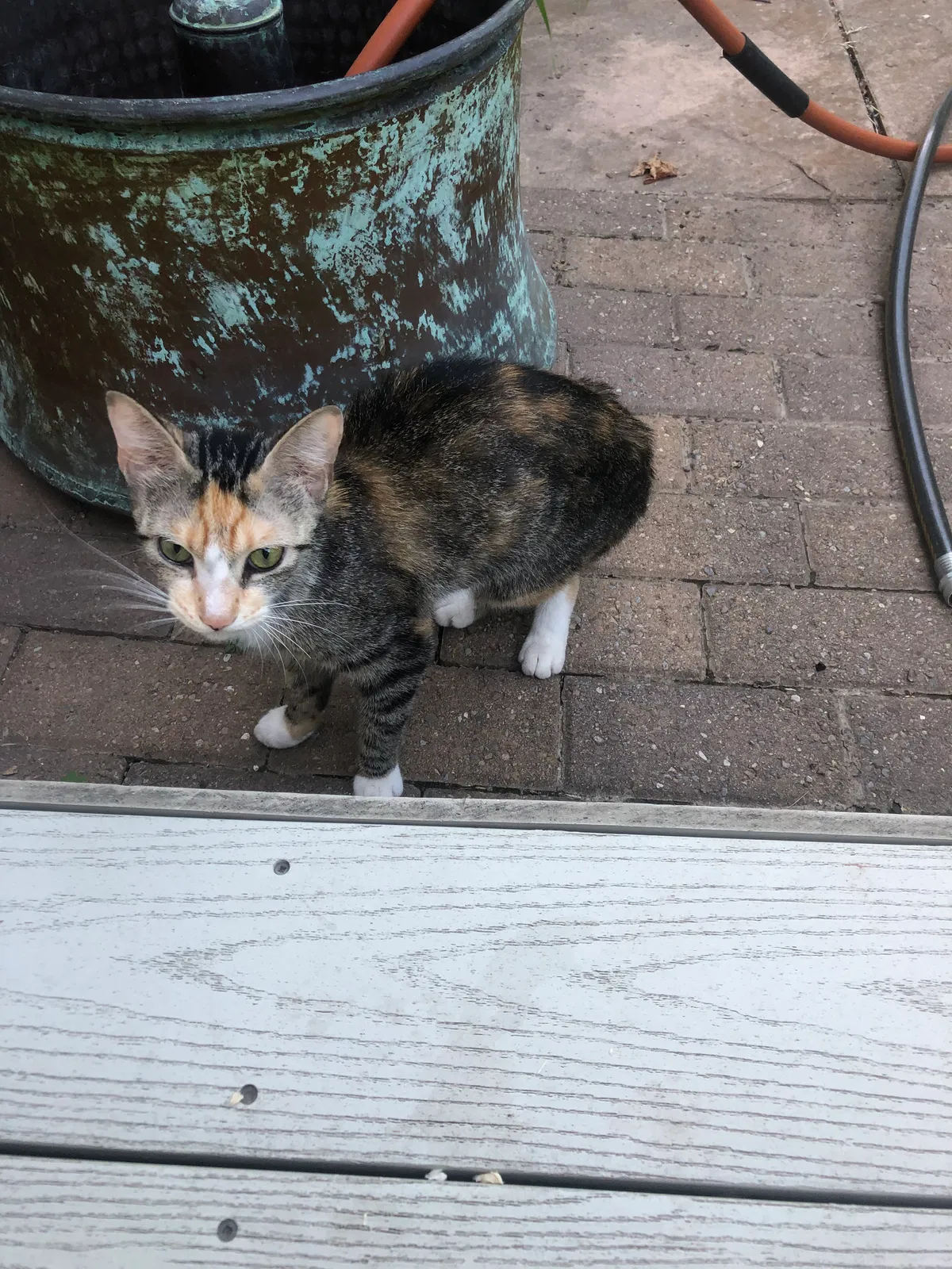 Found cat in Brockport, NY, 14420