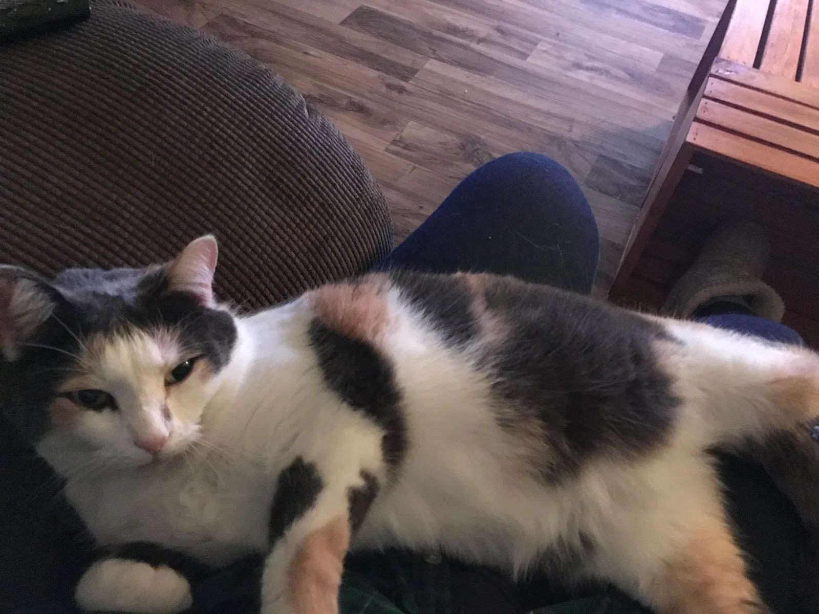 Lost cat in Sanford, NC, 27330