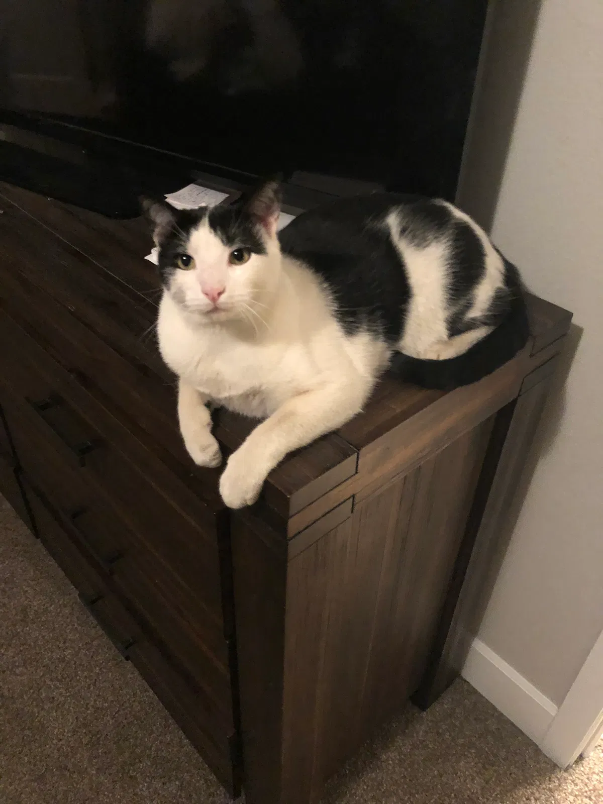 Lost cat in Kennewick, WA, 99338