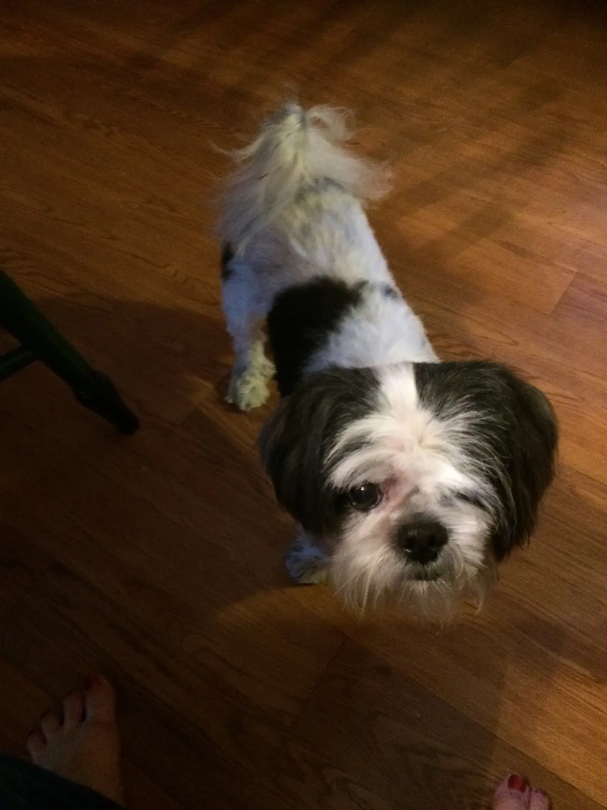 Lost dog in Jacksonville, FL, 32244