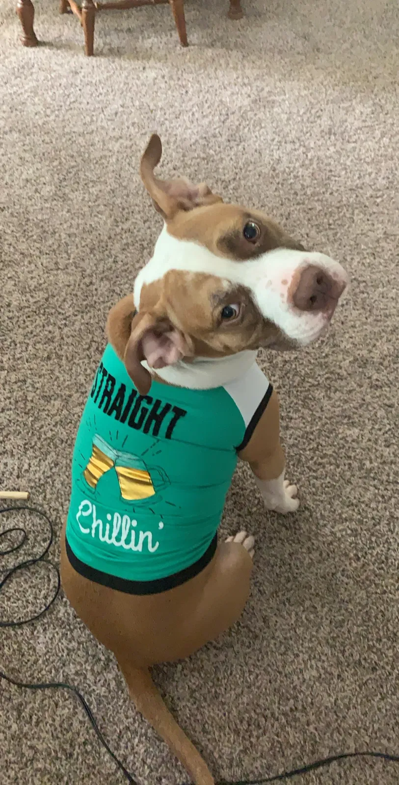 Lost dog in Madison, TN, 37115