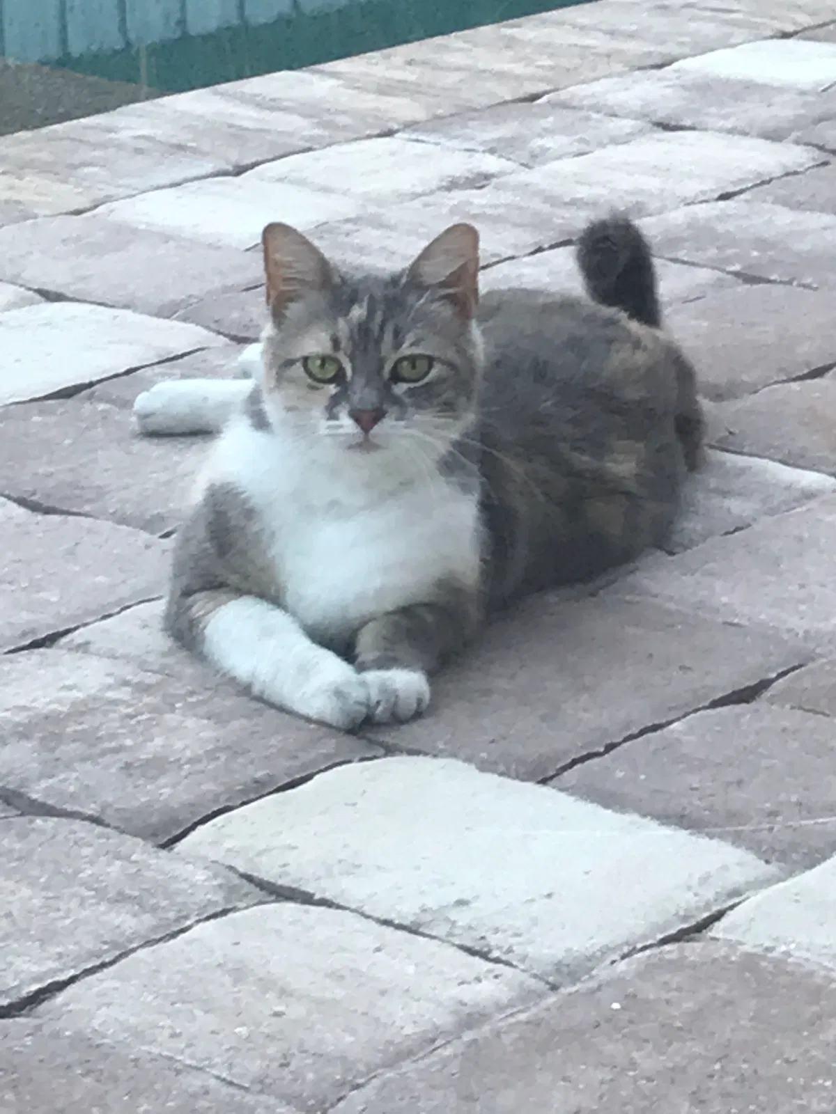 Lost cat in Pompano Beach, FL, 33064