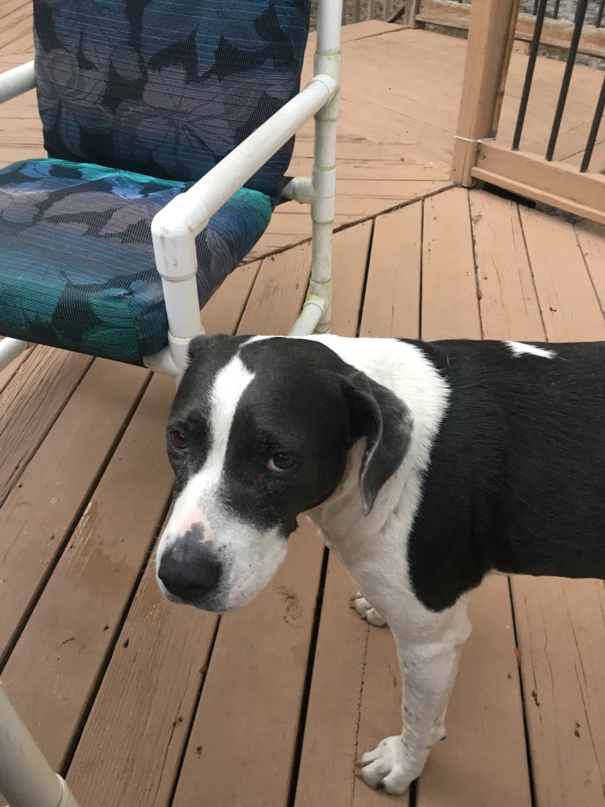 Lost dog in Crescent City, FL, 32112