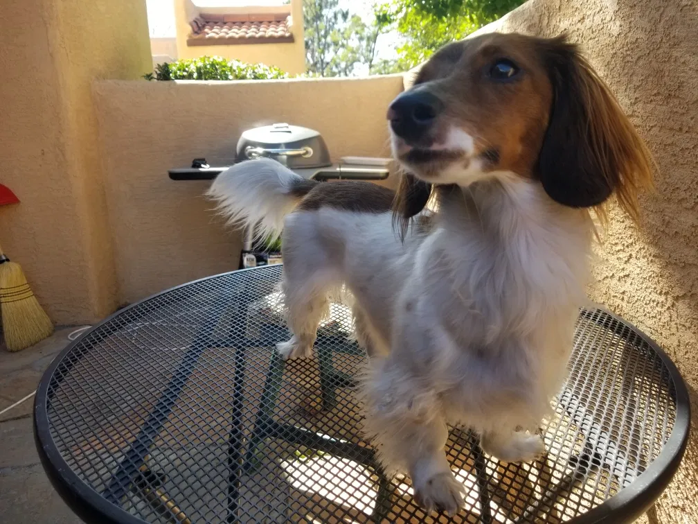 Lost dog in Albuquerque, NM, 87111