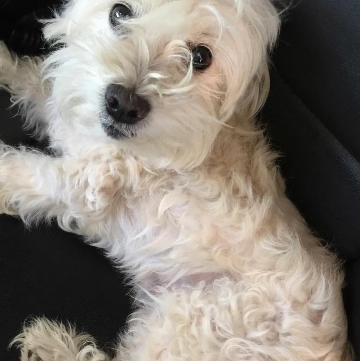 Lost dog in Inglewood, CA, 90302
