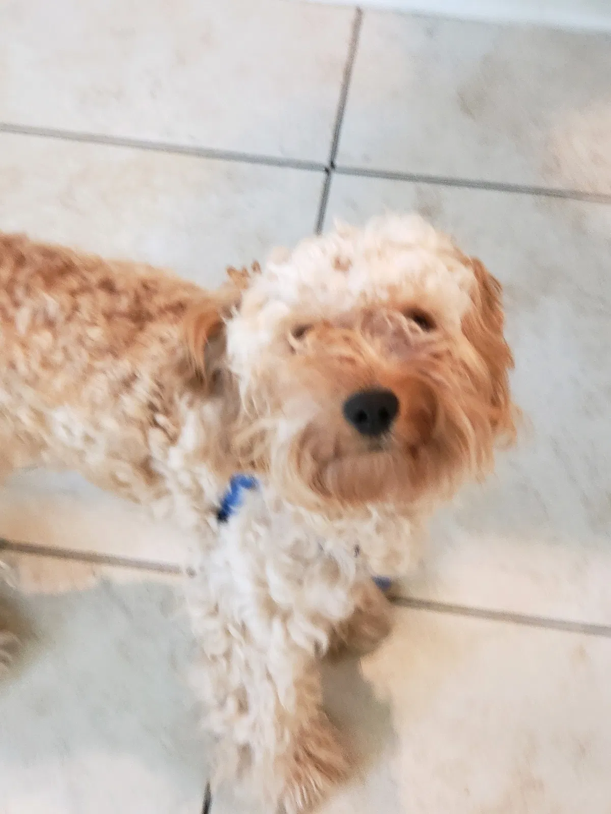 Lost dog in Jacksonville, FL, 32244