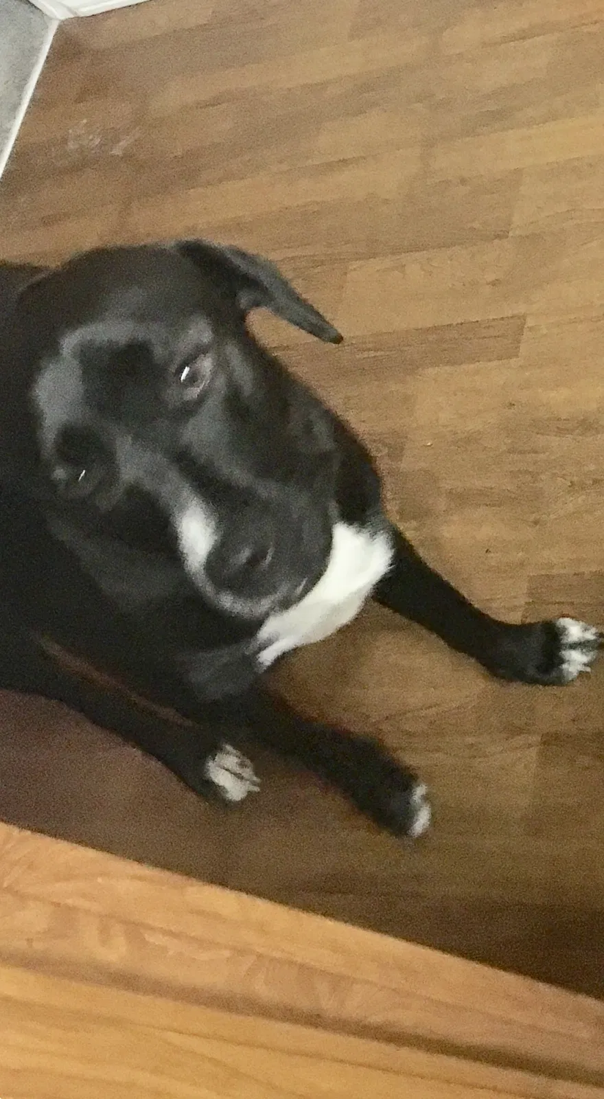 Lost dog in Crescent City, FL, 32112