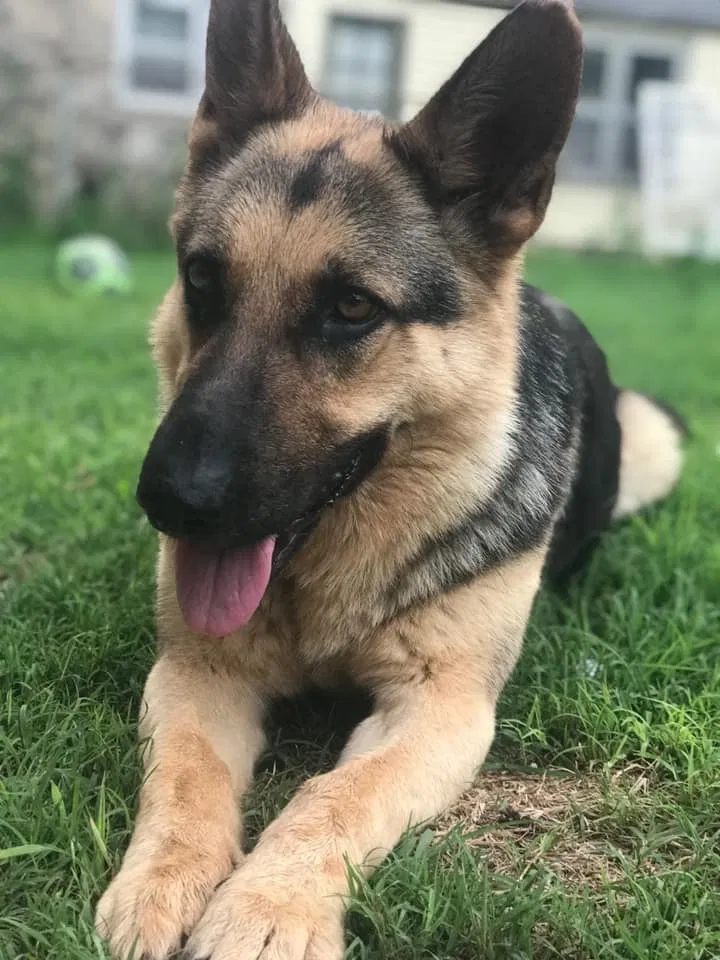 Lost dog in Tulsa, OK, 74127