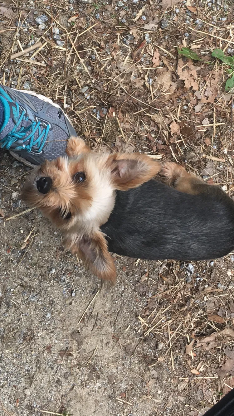 Lost dog in Hancock, NH, 3449