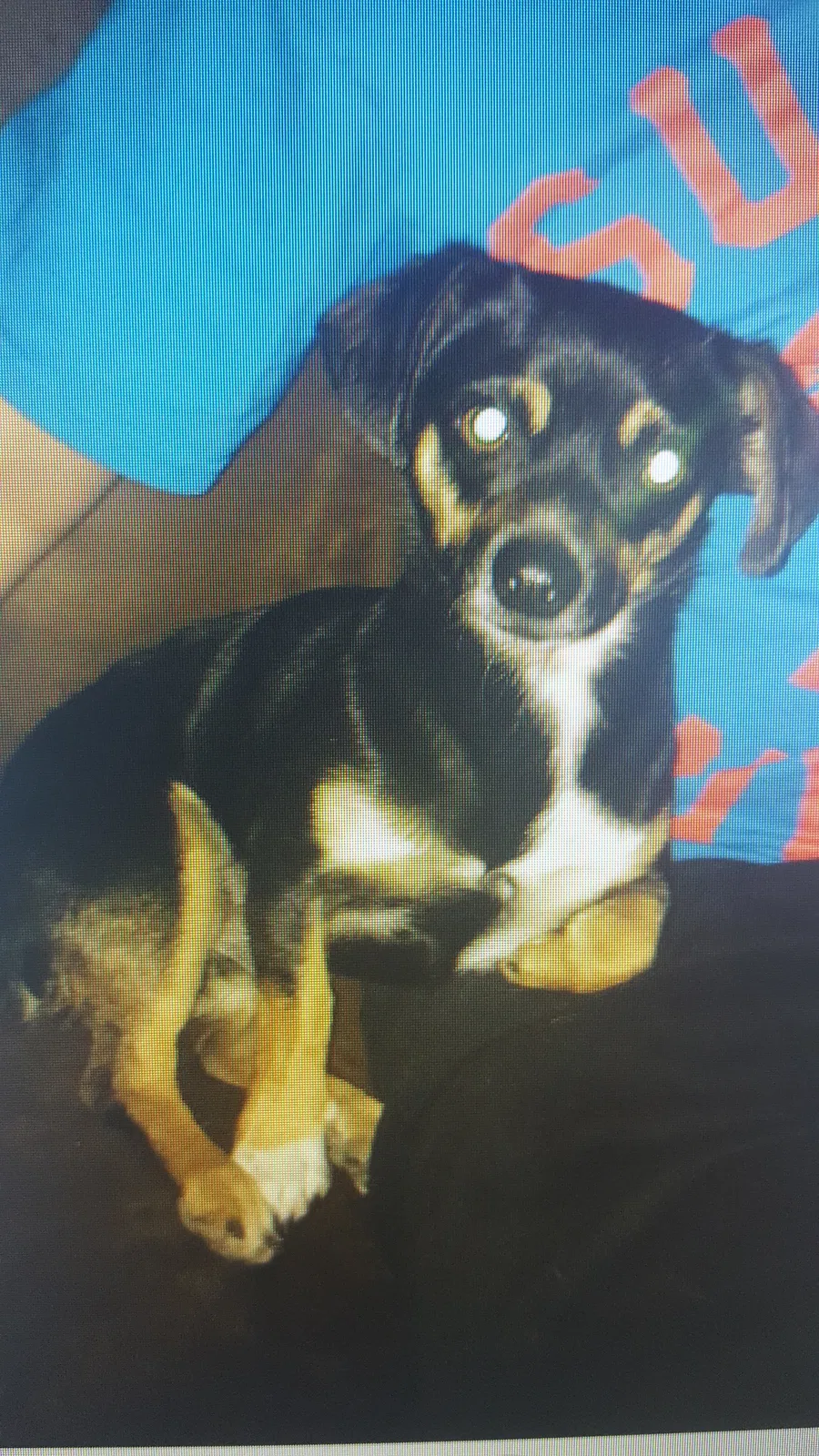 Lost dog in El Paso, TX, 79927