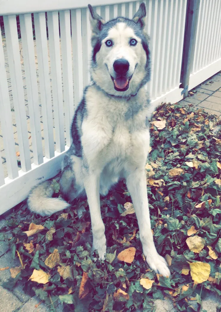 Lost dog in Joliet, IL, 60433