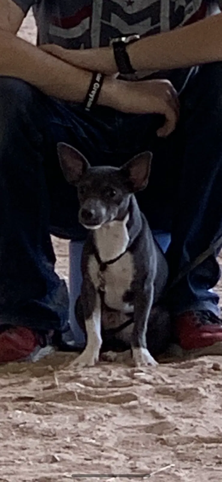 Lost dog in Albuquerque, NM, 87120