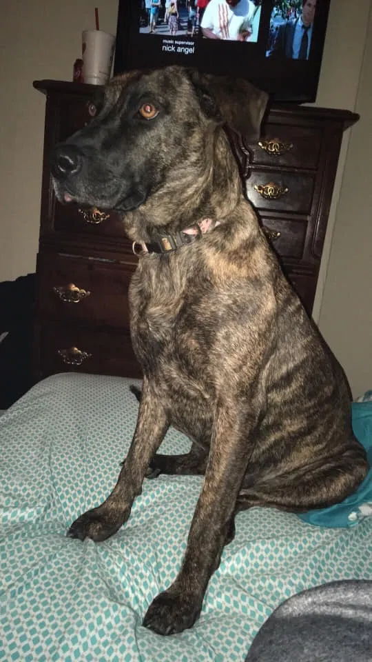Lost dog in Hendersonville, NC, 28791