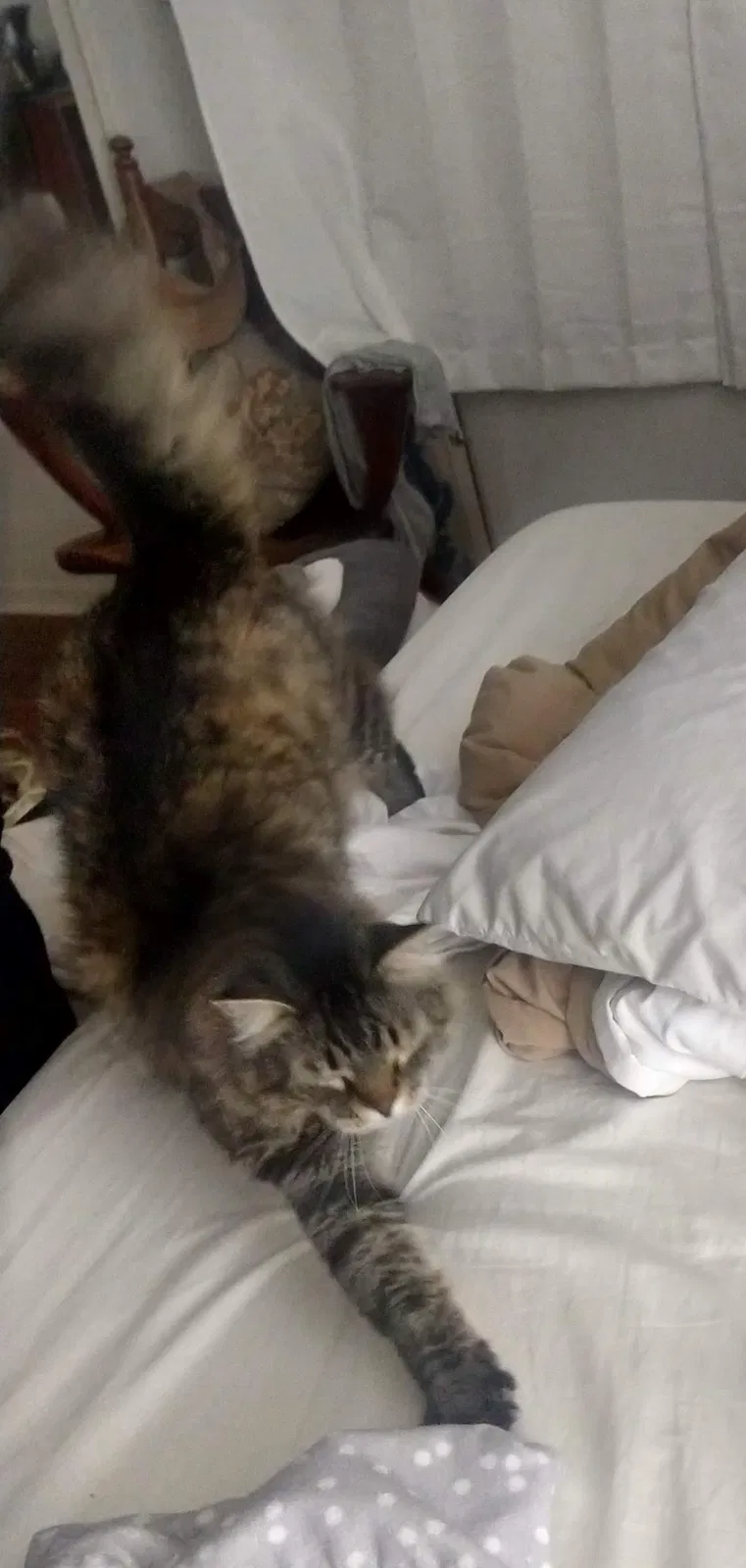 Lost cat in Leander, TX, 78641
