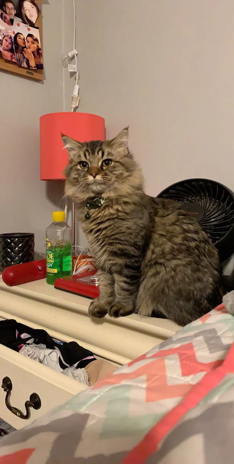 Lost cat in Grove City, OH, 43123