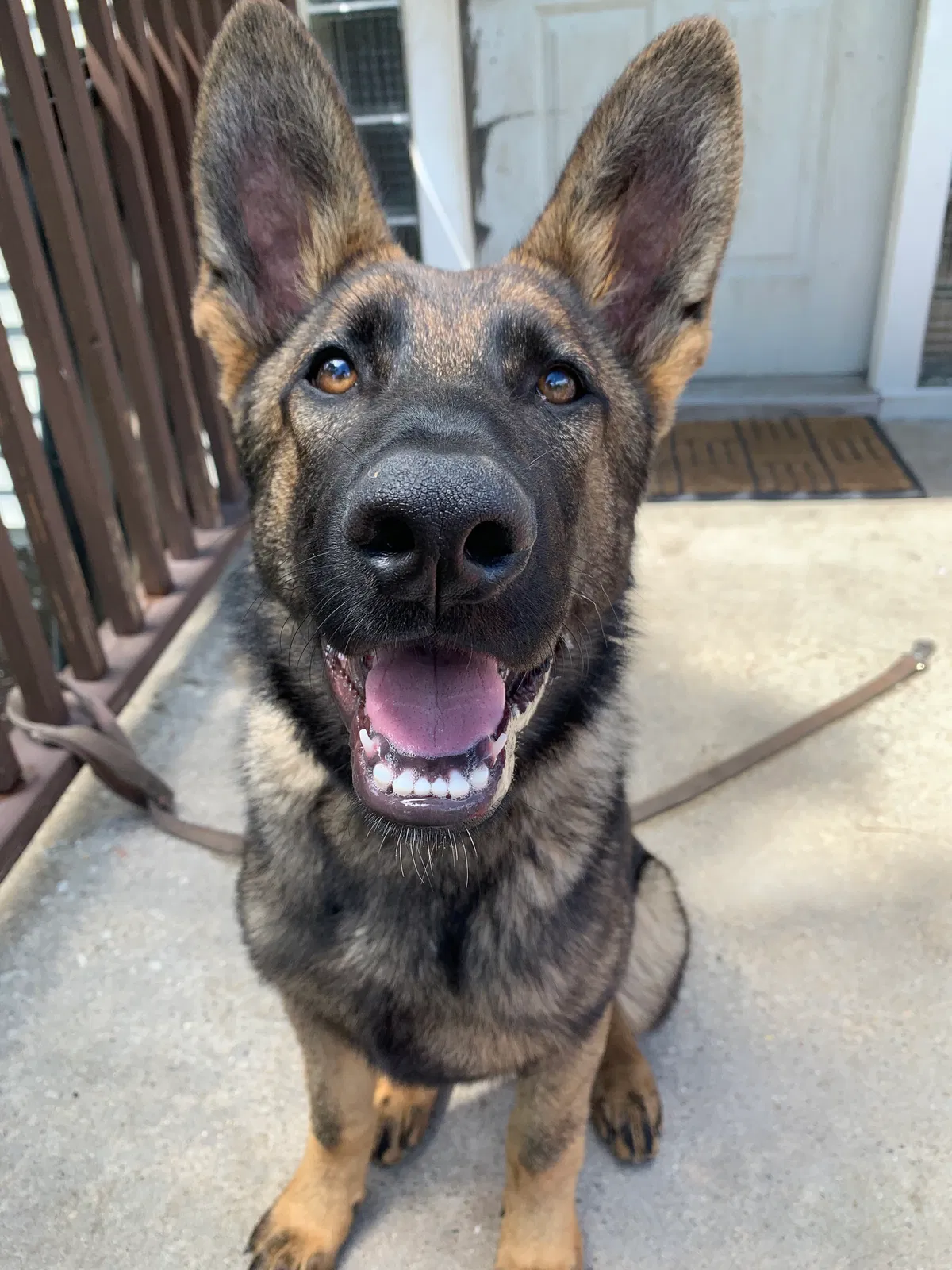 Lost dog in Joliet, IL, 60433